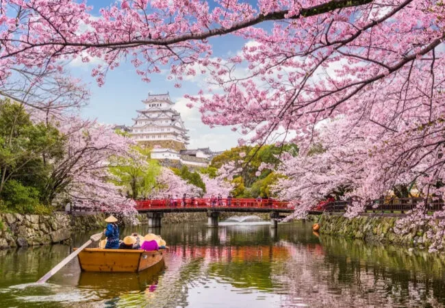 Japan cherry blossom tour