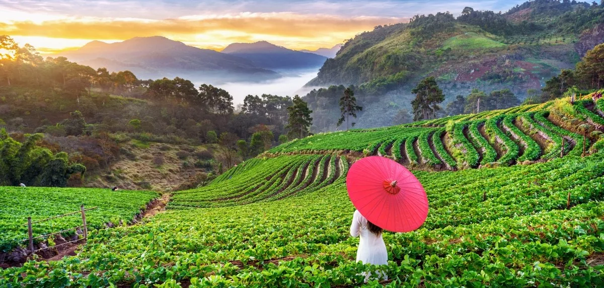 Kerala Tour Packages covering Munnar tea gardens and Alleppey backwaters with houseboat stay